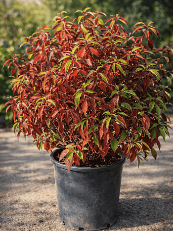 Дерен Red Gnome