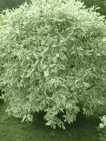 Дерен белый Elegantissima