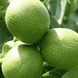 Грецкий орех Минский