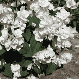 Чубушник Glacier