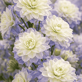 Дельфиниум Highlander Purple Surprise