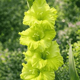 Гладиолус Green Star