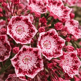 Кальмия широколистная Jans Delight