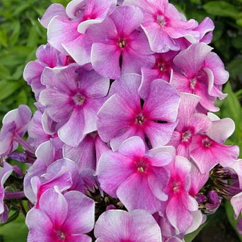 Флокс метельчатый Виринея НАБОР 2ШТ (1+1)