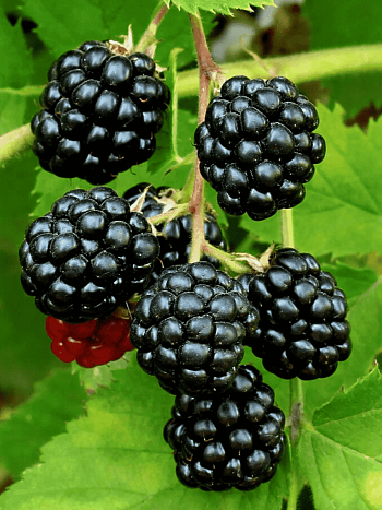 Ежевика Sweetie Pie