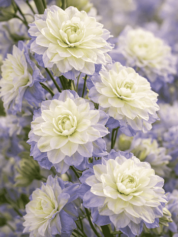 Дельфиниум Highlander Purple Surprise