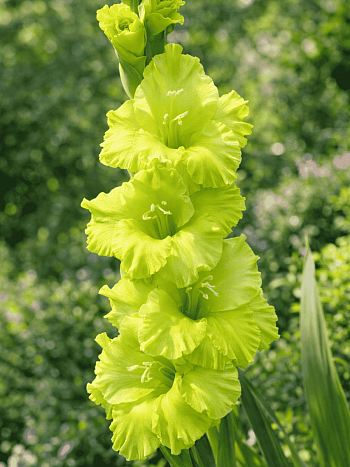 Гладиолус Green Star