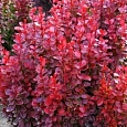 Барбарис Тунберга Barberry