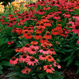 Эхинацея пурпурная Lakote Red