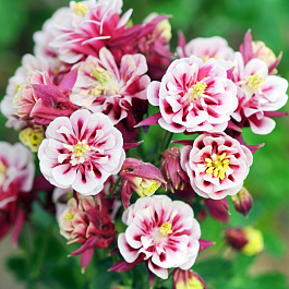 Аквилегия обыкновенная Винки Роуз энд Вайт