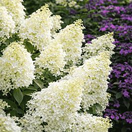 Гортензия метельчатая Dentelle de Gorron