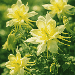 Аквилегия вееровидная Spring Magic  Yellow