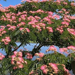 Альбиция ленкоранская 