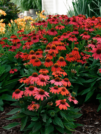 Эхинацея пурпурная Lakote Red