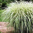 Мискантус китайский Cabaret