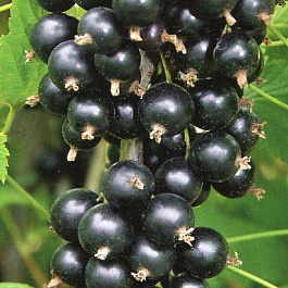 Смородина черная Памяти Потапенко