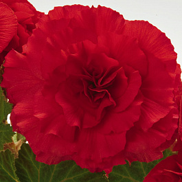 Бегония клубневая Нонстоп Дип Роуз