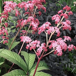 Роджерсия перистая Crug Cardinal