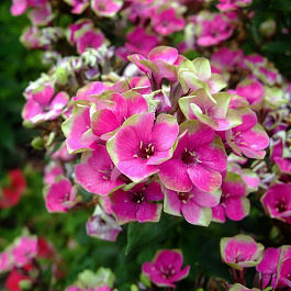 Флокс метельчатый Ауреоле