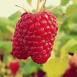 Малина обыкновенная Красная гвардия