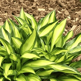 Хоста Lakeside little tuft