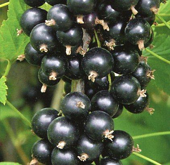 Смородина черная Памяти Потапенко