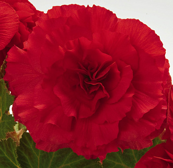 Бегония клубневая Нонстоп Дип Роуз