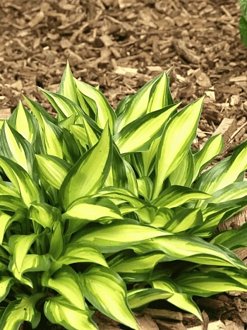 Хоста Lakeside little tuft