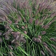 Пеннисетум лисохвостый Black Beauty