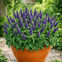 Вероника колосистая Sunny Border Blue