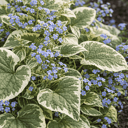 Бруннера крупнолистная Variegata