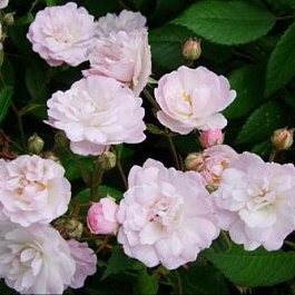 Роза плетистая Guirlande Rose Роза плетистая Guirlande Rose