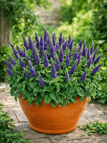 Вероника колосистая Sunny Border Blue