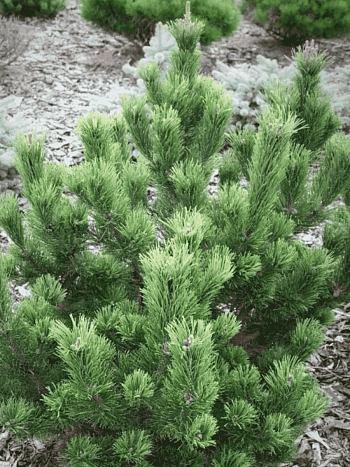 Сосна горная Pal Maleter