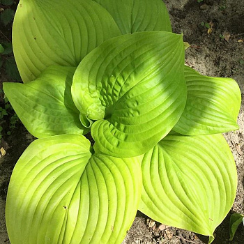 Хоста гибридная Тортилла Чип