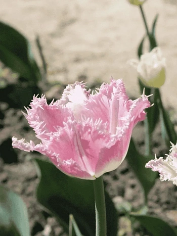 Тюльпан Dallas