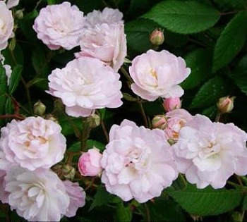 Роза плетистая Guirlande Rose