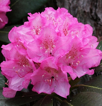 Рододендрон гибридный Хельсинский Университет