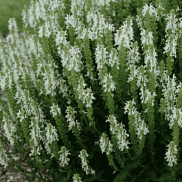 Шалфей дубравный Schneehugel