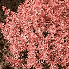 Барбарис Тунберга Inspiration