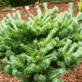 Лиственница кемпфера Cupido