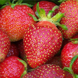 Земляника садовая Царица