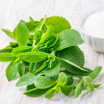 Стевия Свиити