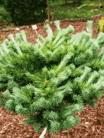 Лиственница кемпфера Cupido