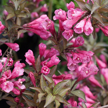 Вейгела цветущая Виктория