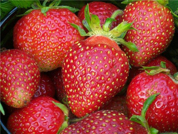 Земляника садовая Царица