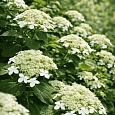 Гортензия древовидная Radiata