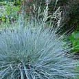 Мятлик сизый Blue Hills
