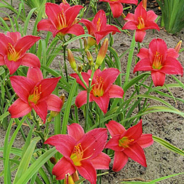 Лилейник гибридный Литтл Бизнес