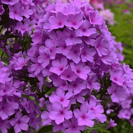 Флокс метельчатый Плюш сиреневый